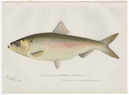 Denton fish lithograph from 1898